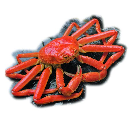 crab.jpg (35619 bytes)