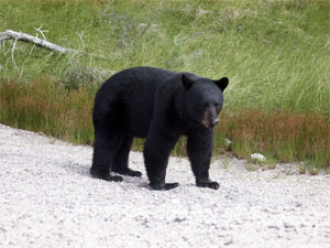 Black Bear